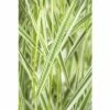 Rohr-Glanzgras FloraSelf Phalaris Arundinacea 'Feesey' H 10-60 Cm Co 3 L