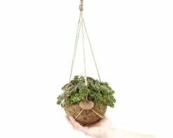 Kokodama-Ampel FloraSelf Sedum 'Tornado' H Ca. 20 Cm Ø 15 Cm Topf