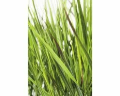 Rutenhirse FloraSelf Panicum Virgatum 'Cheyenne Sky' H 10-80 Cm Co 3 L -Hornbach Gartenmarkt DV 8 6073276 02 4c DE 20210113111751