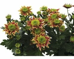 Chrysantheme FloraSelf Chrysanthemum Indicum 'Saba' Ø 12 Cm Topf -Hornbach Gartenmarkt DV 8 6083718 02 4c CH 20180910144659