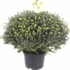 FloraSelf Chrysantheme Chrysanthemum Indicum X Grandiflorum 'Primo Pistache' Ø 19 Cm Topf -Hornbach Gartenmarkt DV 8 6091979 01 4c DE 20200805164755