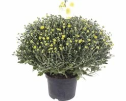 FloraSelf Chrysantheme Chrysanthemum Indicum X Grandiflorum 'Primo Pistache' Ø 19 Cm Topf