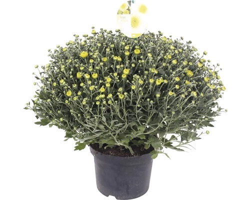 FloraSelf Chrysantheme Chrysanthemum Indicum X Grandiflorum 'Primo Pistache' Ø 19 Cm Topf 3 FloraSelf Chrysantheme Chrysanthemum Indicum X Grandiflorum 'Primo Pistache' Ø 19 Cm Topf