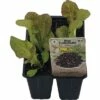 Eichblattsalat FloraSelf Bio Letuca Sativa 'Piro' Ø 6 Cm Topf 6 Stk -Hornbach Gartenmarkt DV 8 6094328 01 4c DE 20190417211658