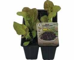 Eichblattsalat FloraSelf Bio Letuca Sativa 'Piro' Ø 6 Cm Topf 6 Stk