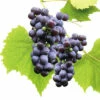 Bio Tafeltraube Kernarm FloraSelf Bio Vitis Vinifera 'Venus' H 60-100 Cm Co 3 L -Hornbach Gartenmarkt DV 8 6119996 01 4c DE 20230427154756