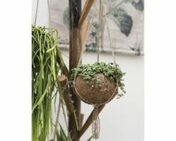 Kokodama-Ampel Kanonierblume FloraSelf Pilea Depressa H 25-30 Cm Ø 15 Cm Topf -Hornbach Gartenmarkt DV 8 6134085 02 4c DE 20180627171651