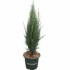 Blauer Säulenwacholder FloraSelf Juniperus Scopulorum 'Blue Arrow' H 60-80 Cm Co 6 L -Hornbach Gartenmarkt DV 8 6144985 02 4c DE 20200314214700