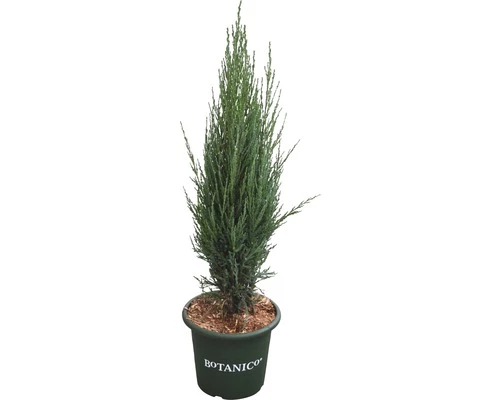 Blauer Säulenwacholder FloraSelf Juniperus Scopulorum 'Blue Arrow' H 60-80 Cm Co 6 L 3 Blauer Säulenwacholder FloraSelf Juniperus Scopulorum 'Blue Arrow' H 60-80 Cm Co 6 L