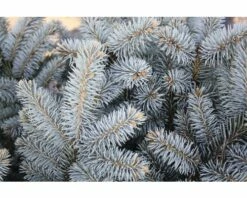 Blaue Stechfichte Stämmchen FloraSelf Picea Pungens 'Glauca Globosa' H 40 Cm Co 10 L -Hornbach Gartenmarkt DV 8 6144987 01 4c DE 20181010121750