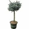 Blaue Stechfichte Stämmchen FloraSelf Picea Pungens 'Glauca Globosa' H 40 Cm Co 10 L -Hornbach Gartenmarkt DV 8 6144987 03 4c DE 20200314214700