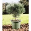 Blaue Waldkiefer Stämmchen FloraSelf Pinus Sylvestris 'Watereri' H 40 Cm Co 10 L -Hornbach Gartenmarkt DV 8 6144990 02 4c DE 20181010121750