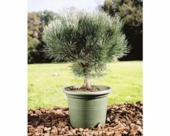 Blaue Waldkiefer Stämmchen FloraSelf Pinus Sylvestris 'Watereri' H 40 Cm Co 10 L