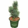 Blaue Zirbelkiefer FloraSelf Pinus Cembra 'Glauca' H 20-25 Cm Co 3,7 L -Hornbach Gartenmarkt DV 8 6144997 02 4c DE 20200314214659