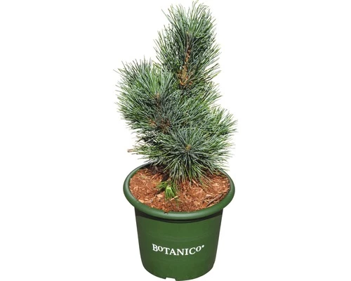 Blaue Zirbelkiefer FloraSelf Pinus Cembra 'Glauca' H 20-25 Cm Co 3,7 L 3 Blaue Zirbelkiefer FloraSelf Pinus Cembra 'Glauca' H 20-25 Cm Co 3,7 L