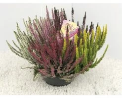 Calluna, Besenheide FloraSelf Calluna Vulgaris 'Beauty Ladies High Five' Ø 23 Cm Topf Versch. Sorten, Farben
