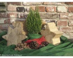 Scheinzypresse FloraSelf H 20-25 Cm, Mini Weihnachtsbaum Zur Pflanzung Geeignet Co 0,8 L -Hornbach Gartenmarkt DV 8 6196415 05 4c DE 20201119161658