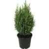 FloraSelf Scheinzypresse H 20-30 Cm, Mini Weihnachtsbaum Zur Pflanzung Geeignet Co 0,8 L 1 FloraSelf Scheinzypresse H 20-30 Cm, Mini Weihnachtsbaum Zur Pflanzung Geeignet Co 0,8 L -Hornbach Gartenmarkt DV 8 6196427 01 4c DE 20180129175548