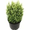 Scheinzypresse FloraSelf H 20-25 Cm, Mini Weihnachtsbaum Zur Pflanzung Geeignet Co 0,8 L -Hornbach Gartenmarkt DV 8 6196429 01 4c DE 20180129175513