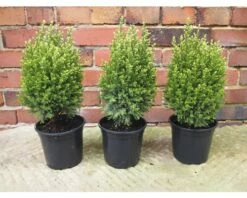 Scheinzypresse FloraSelf H 20-25 Cm, Mini Weihnachtsbaum Zur Pflanzung Geeignet Co 0,8 L -Hornbach Gartenmarkt DV 8 6196429 02 4c DE 20180131224618