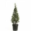 Glanzmispel FloraSelf Photinia Fraseri 'Robusta Compacta' H 100-125 Cm Co 20 L 2 Glanzmispel FloraSelf Photinia Fraseri 'Robusta Compacta' H 100-125 Cm Co 20 L -Hornbach Gartenmarkt DV 8 6236380 04 4c CH 20201218114755