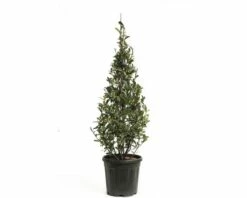 Glanzmispel FloraSelf Photinia Fraseri 'Robusta Compacta' H 100-125 Cm Co 20 L