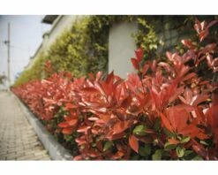 Glanzmispel FloraSelf Photinia Fraseri 'Robusta Compacta' H 50-70 Cm Co 4 L -Hornbach Gartenmarkt DV 8 6236380 05 4c DE 20220211081756