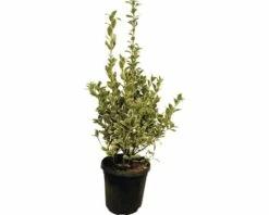 Spindelstrauch FloraSelf Euonymus Japonicus 'Bravo' H 60-80 Cm Co 10 L