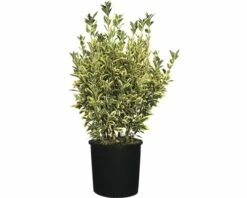 Spindelstrauch FloraSelf Euonymus Japonicus 'Bravo' H 60-80 Cm Co 10 L -Hornbach Gartenmarkt DV 8 6236385 03 4c CH 20181022101753