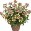 Elfenspiegel FloraSelf Nemesia X Hybride 'Nesia Banana Swirl' Ø 12 Cm Topf