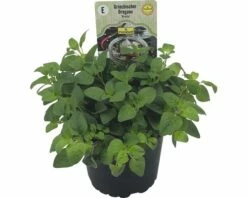 Oregano FloraSelf Origanum Vulgare 'Kreta' Ø 12 Cm Topf 5 Oregano FloraSelf Origanum Vulgare 'Kreta' Ø 12 Cm Topf -Hornbach Gartenmarkt DV 8 6254027 01 4c DE 20190515053131