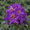 Großblumige Alpenrose FloraSelf Rhododendron Hybride Dunkellila H 40-50 Cm Co 7,5 L -Hornbach Gartenmarkt DV 8 6258337 01 4c DE 20170323215746