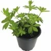 Waldmeister FloraSelf Galium Odoratum 'Sterntaler' Ø 12 Cm Topf -Hornbach Gartenmarkt DV 8 6258908 01 4c DE 20180317123239