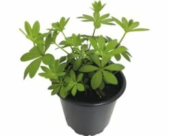 Waldmeister FloraSelf Galium Odoratum 'Sterntaler' Ø 12 Cm Topf