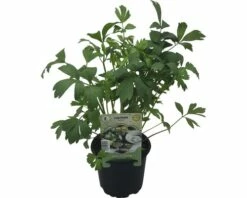 Liebstöckl FloraSelf Evisitcum Officinale Ø 12 Cm Topf -Hornbach Gartenmarkt DV 8 6258910 02 4c DE 20190515052103