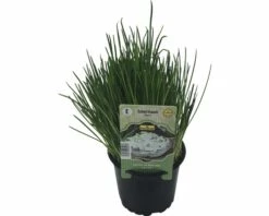 Schnittlauch FloraSelf Allium Schoenoprasum 'Staro' Ø 12 Cm Topf -Hornbach Gartenmarkt DV 8 6258912 02 4c DE 20190515051753