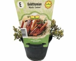 Goldthymian FloraSelf Thymus Citriodorus 'Mystic Lemon' Ø 12 Cm Topf