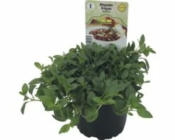 Oregano FloraSelf Origanum Vulgare 'Diabolo' Ø 12 Cm Topf -Hornbach Gartenmarkt DV 8 6258917 01 4c DE 20190515051753