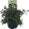 Pfefferminze FloraSelf Mentha Piperita 'Cinderella' Ø 12 Cm Topf -Hornbach Gartenmarkt DV 8 6258919 02 4c DE 20190515061516