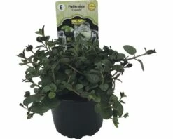 Pfefferminze FloraSelf Mentha Piperita 'Cinderella' Ø 12 Cm Topf