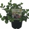 Orangen-Minze FloraSelf Mentha Piperita 'Granada' Ø 12 Cm Topf -Hornbach Gartenmarkt DV 8 6258921 01 4c DE 20190514164751