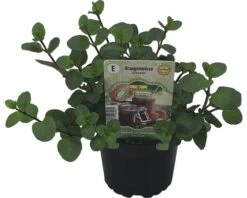 Orangen-Minze FloraSelf Mentha Piperita 'Granada' Ø 12 Cm Topf