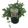Marokkanische Minze FloraSelf Mentha Spicata 'Marokko' Ø 12 Cm Topf 2 Marokkanische Minze FloraSelf Mentha Spicata 'Marokko' Ø 12 Cm Topf -Hornbach Gartenmarkt DV 8 6258922 01 4c DE 20190515060343