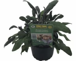 Purpursalbei FloraSelf Salvia Officinalis 'Purpurescens' Ø 12 Cm Topf -Hornbach Gartenmarkt DV 8 6258925 01 4c DE 20190515070822