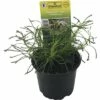 Olivenkraut FloraSelf Santolina Viridis 'Olivia' Ø 12 Cm Topf 1 Olivenkraut FloraSelf Santolina Viridis 'Olivia' Ø 12 Cm Topf -Hornbach Gartenmarkt DV 8 6258930 01 4c DE 20190514181752