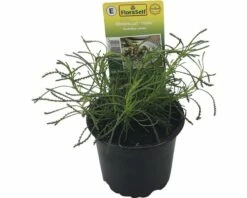 Olivenkraut FloraSelf Santolina Viridis 'Olivia' Ø 12 Cm Topf