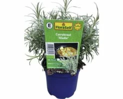 Currykraut FloraSelf Helichrysum Italicum 'Aladin' Ø 12 Cm Topf -Hornbach Gartenmarkt DV 8 6258932 02 4c DE 20190402091758