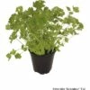 Petersilie FloraSelf Petroselinum Crispum 'Grandeur' Ø 12 Cm Topf -Hornbach Gartenmarkt DV 8 6258934 01 4c RO 20180208121025