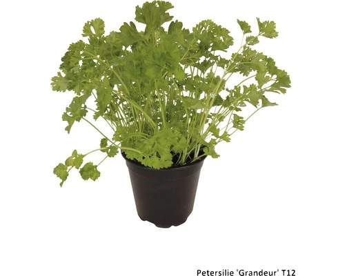 Petersilie FloraSelf Petroselinum Crispum 'Grandeur' Ø 12 Cm Topf 3 Petersilie FloraSelf Petroselinum Crispum 'Grandeur' Ø 12 Cm Topf