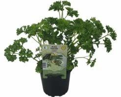 Petersilie FloraSelf Petroselinum Crispum 'Grandeur' Ø 12 Cm Topf 5 Petersilie FloraSelf Petroselinum Crispum 'Grandeur' Ø 12 Cm Topf -Hornbach Gartenmarkt DV 8 6258934 02 4c DE 20190515070618